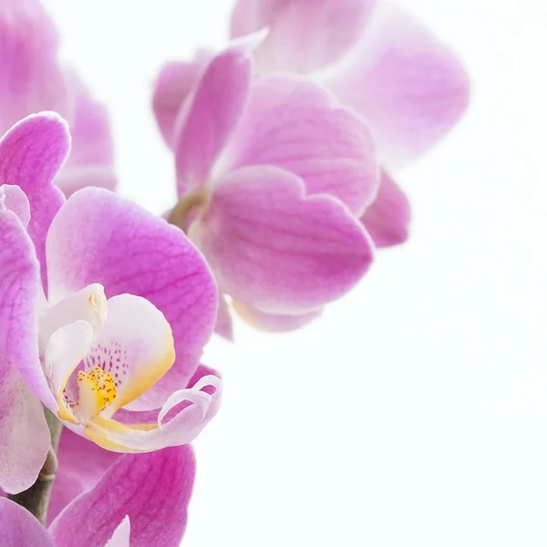 彩票网捕鱼游戏